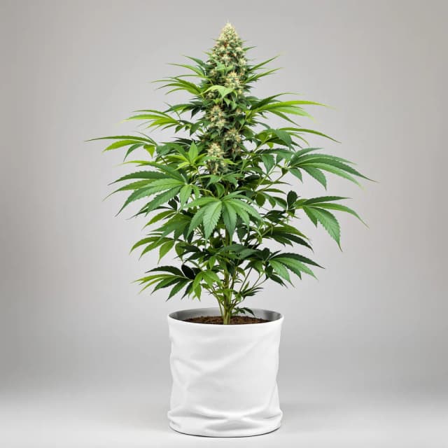 Embalaje de semillas de cannabis Rollex OG Kush — Royal King Seeds España