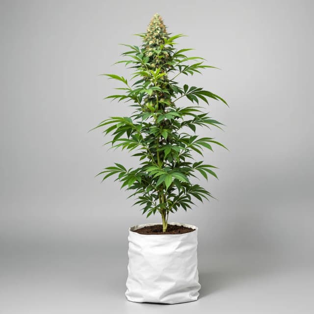 Embalaje de semillas de cannabis Romulan Haze — Royal King Seeds España