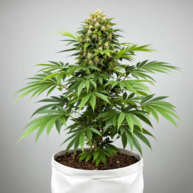 Embalaje de semillas de cannabis Royal Cheese — Royal King Seeds España