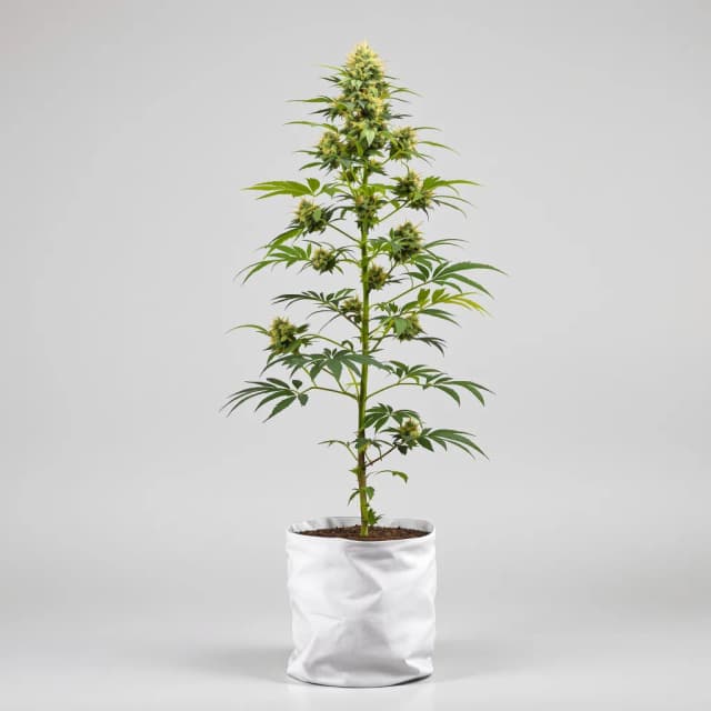 Embalaje de semillas de cannabis Royal Gorilla — Royal King Seeds España