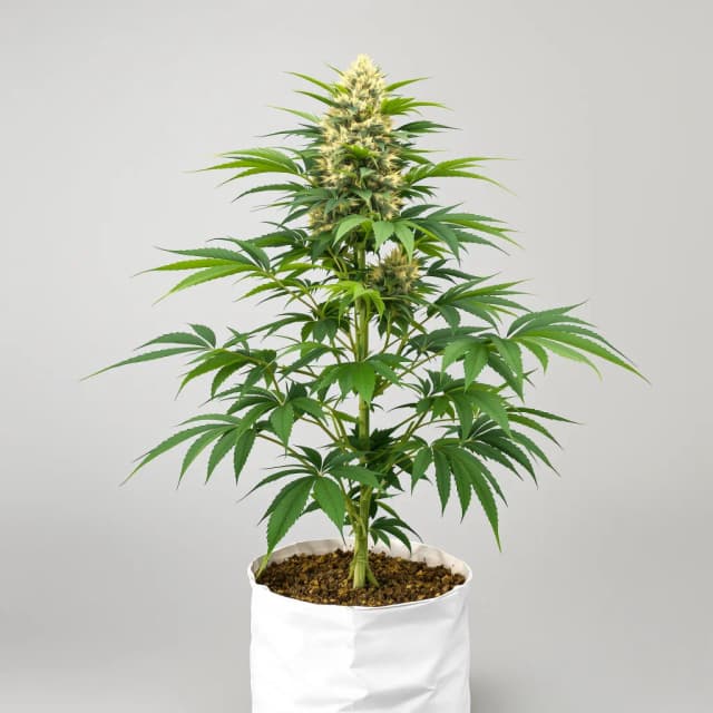 Embalaje de semillas de cannabis Royal Kush — Royal King Seeds España