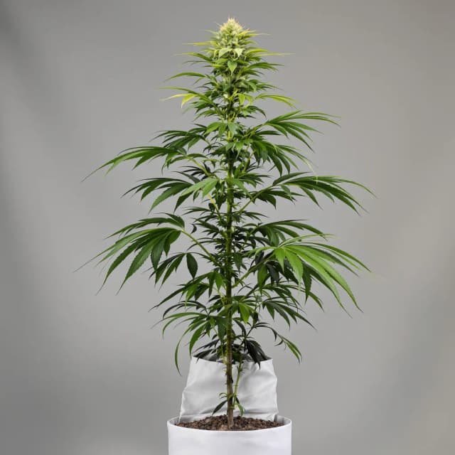 Embalaje de semillas de cannabis Royal Medic — Royal King Seeds España