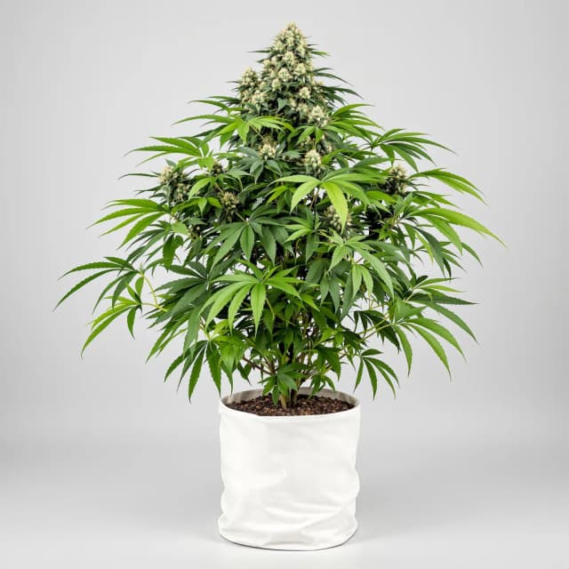 Embalaje de semillas de cannabis RS11 — Royal King Seeds España