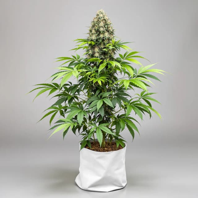 Embalaje de semillas de cannabis Runtz Muffin — Royal King Seeds España
