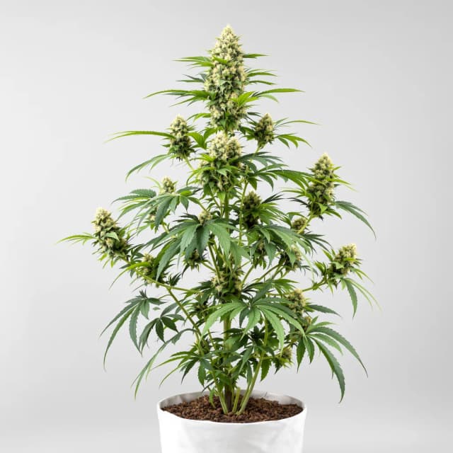 Embalaje de semillas de cannabis Sangria — Royal King Seeds España