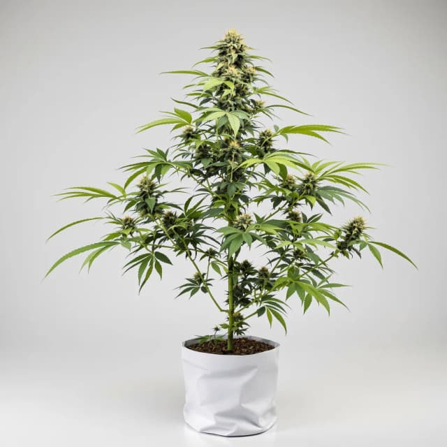 Embalaje de semillas de cannabis Santa Maria — Royal King Seeds España