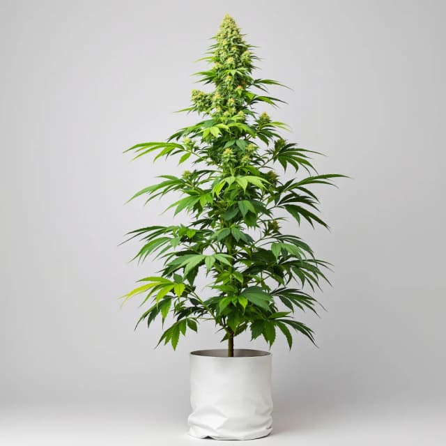 Embalaje de semillas de cannabis Sasquatch — Royal King Seeds España