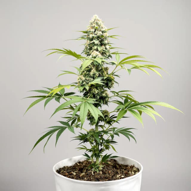 Embalaje de semillas de cannabis Satellite OG — Royal King Seeds España