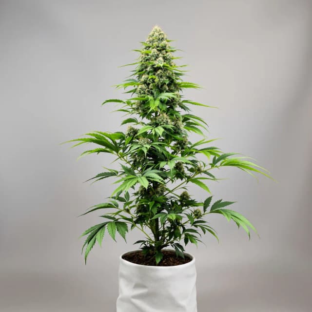 Embalaje de semillas de cannabis Seattle Blue — Royal King Seeds España
