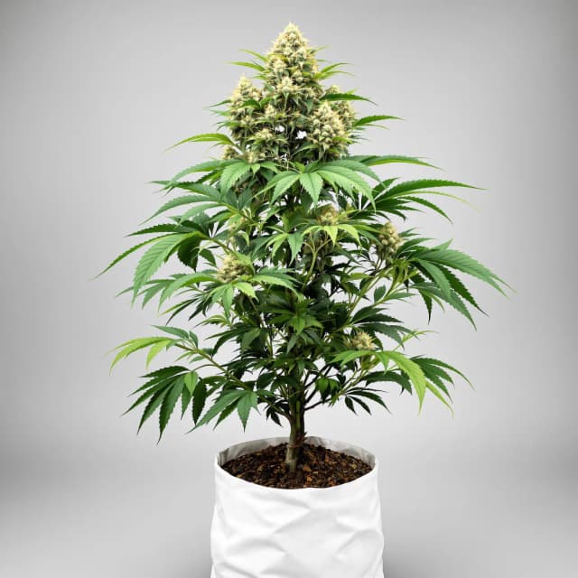 Embalaje de semillas de cannabis Sensi Skunk — Royal King Seeds España