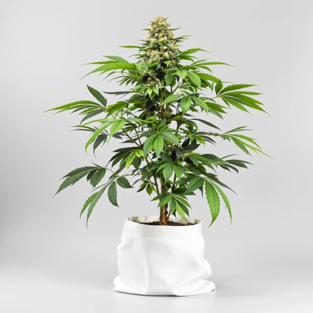 Embalaje de semillas de cannabis Sensi Star — Royal King Seeds España