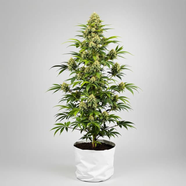 Embalaje de semillas de cannabis Shark Bite — Royal King Seeds España