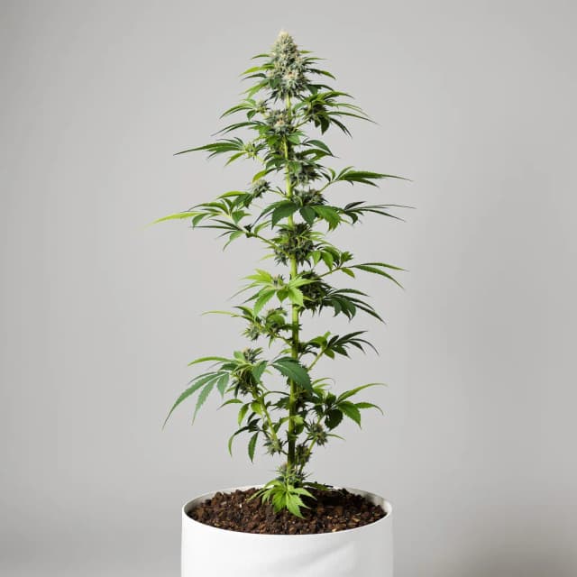 Embalaje de semillas de cannabis Shipwreck — Royal King Seeds España