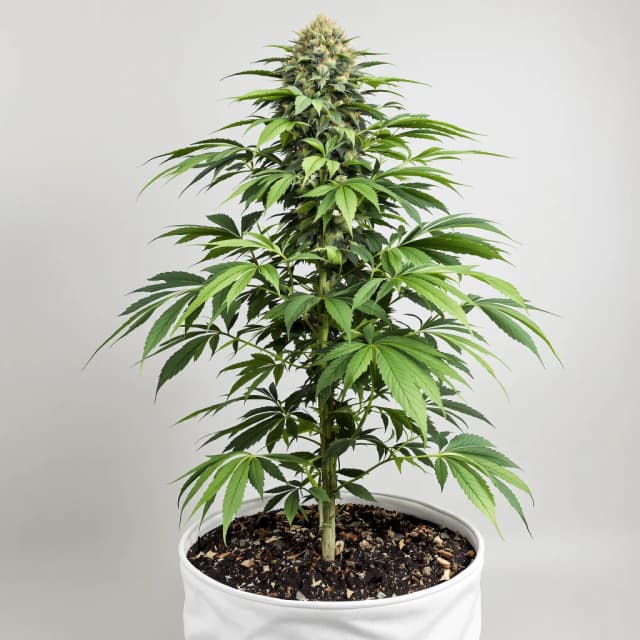 Embalaje de semillas de cannabis Shiva Skunk — Royal King Seeds España