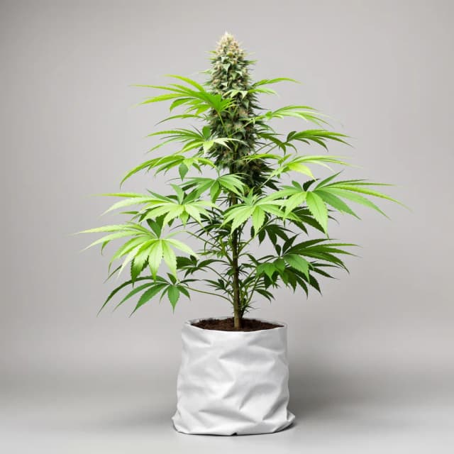 Embalaje de semillas de cannabis Shoreline — Royal King Seeds España