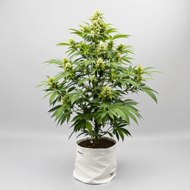 Embalaje de semillas de cannabis Silver Kush — Royal King Seeds España