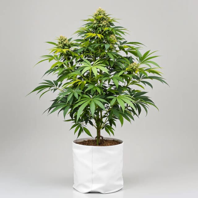 Embalaje de semillas de cannabis Silverback Gorilla — Royal King Seeds España