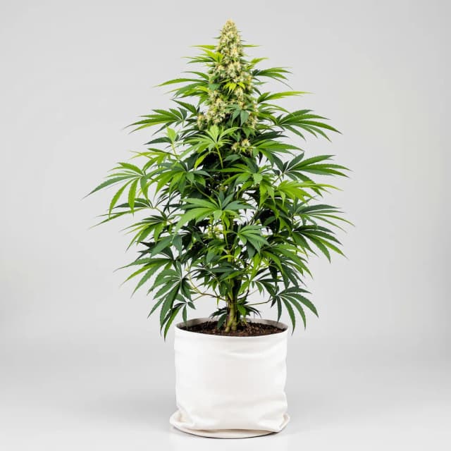 Embalaje de semillas de cannabis Silverback Gorilla — Royal King Seeds España