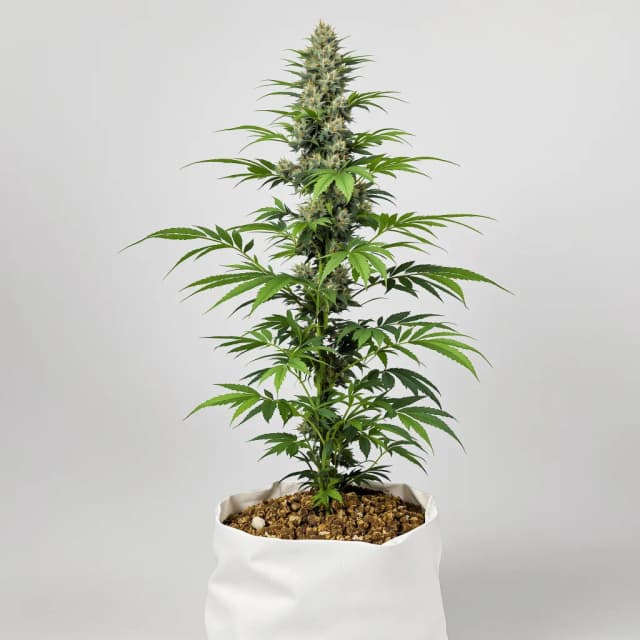 Embalaje de semillas de cannabis Silverfalls Kush — Royal King Seeds España