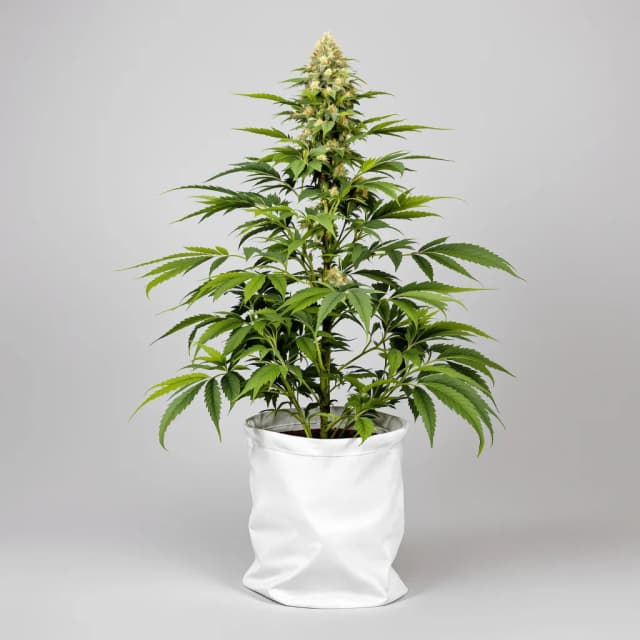 Embalaje de semillas de cannabis Sin City Kush — Royal King Seeds España