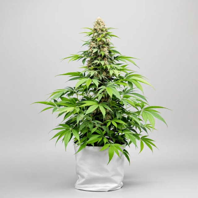 Embalaje de semillas de cannabis Sirius Black — Royal King Seeds España
