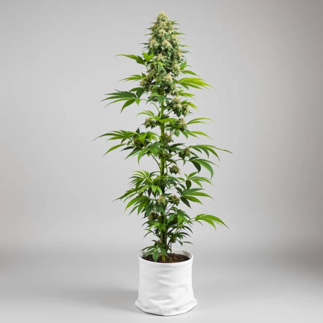 Embalaje de semillas de cannabis Six Shooter — Royal King Seeds España