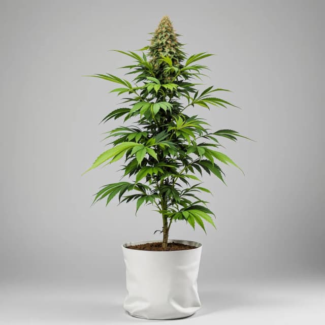Embalaje de semillas de cannabis Skunk — Royal King Seeds España