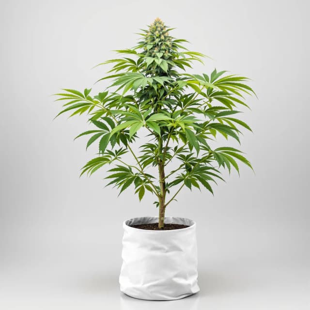 Embalaje de semillas de cannabis Skunk Diesel — Royal King Seeds España