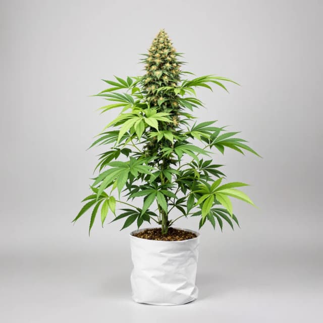 Embalaje de semillas de cannabis Skunk Kush — Royal King Seeds España