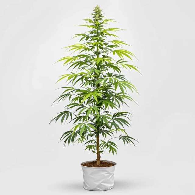 Embalaje de semillas de cannabis Skunky Jack — Royal King Seeds España