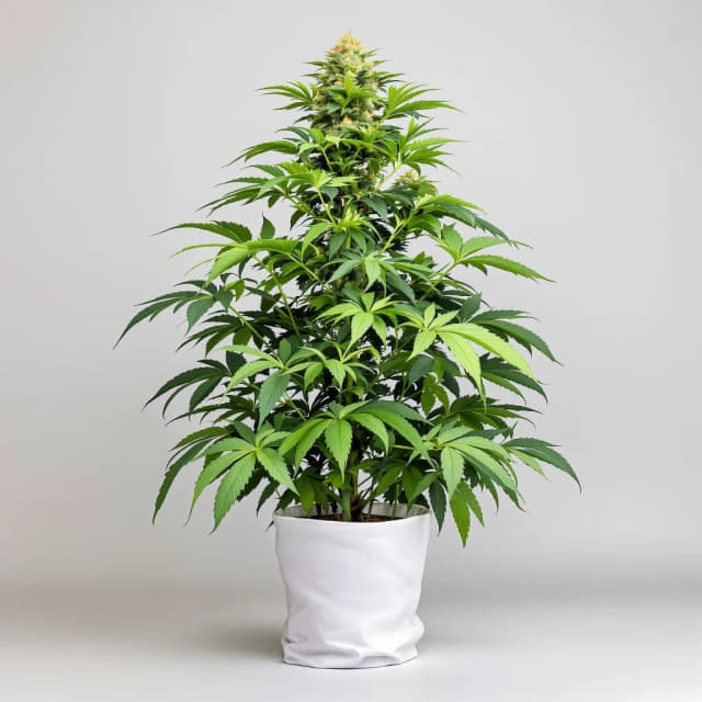 Embalaje de semillas de cannabis Snoop Dogg OG — Royal King Seeds España