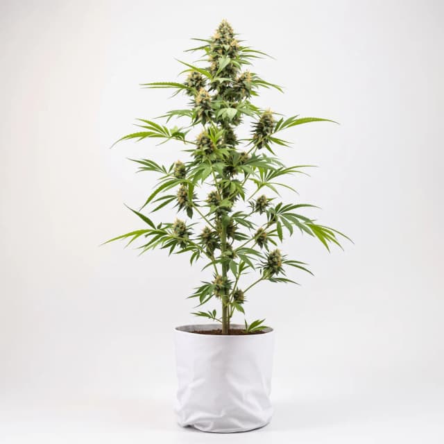 Embalaje de semillas de cannabis Snow Diesel — Royal King Seeds España