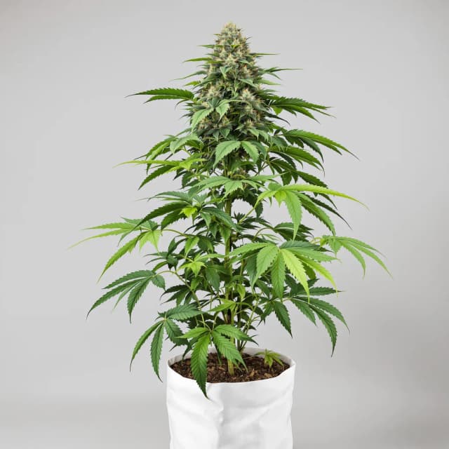 Embalaje de semillas de cannabis Snow Monster — Royal King Seeds España