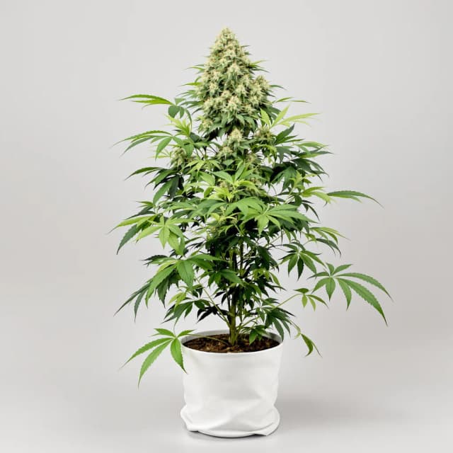 Embalaje de semillas de cannabis Snowcap Dream — Royal King Seeds España
