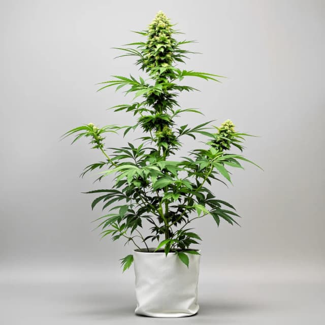 Embalaje de semillas de cannabis Snowcap — Royal King Seeds España