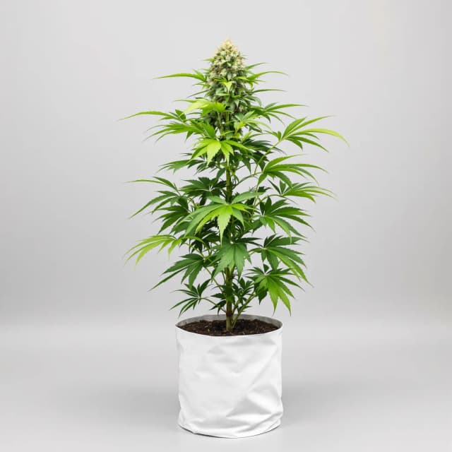 Embalaje de semillas de cannabis Somango — Royal King Seeds España