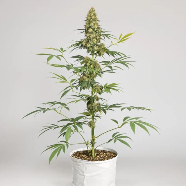 Embalaje de semillas de cannabis Sour Alien — Royal King Seeds España