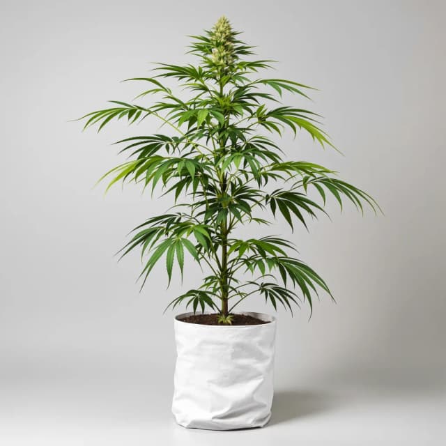 Embalaje de semillas de cannabis Sour Amnesia — Royal King Seeds España