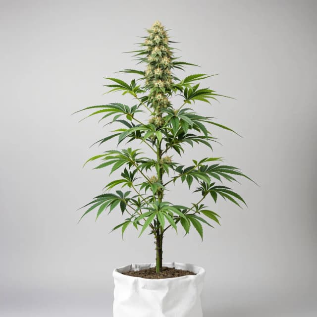 Embalaje de semillas de cannabis Sour Ape — Royal King Seeds España