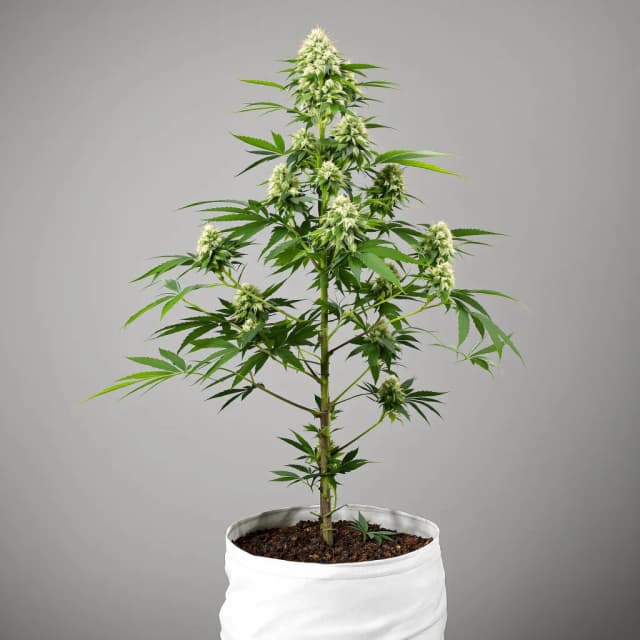 Embalaje de semillas de cannabis Sour Ape — Royal King Seeds España
