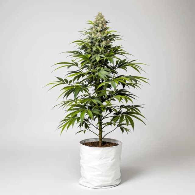 Embalaje de semillas de cannabis Sour Apple — Royal King Seeds España