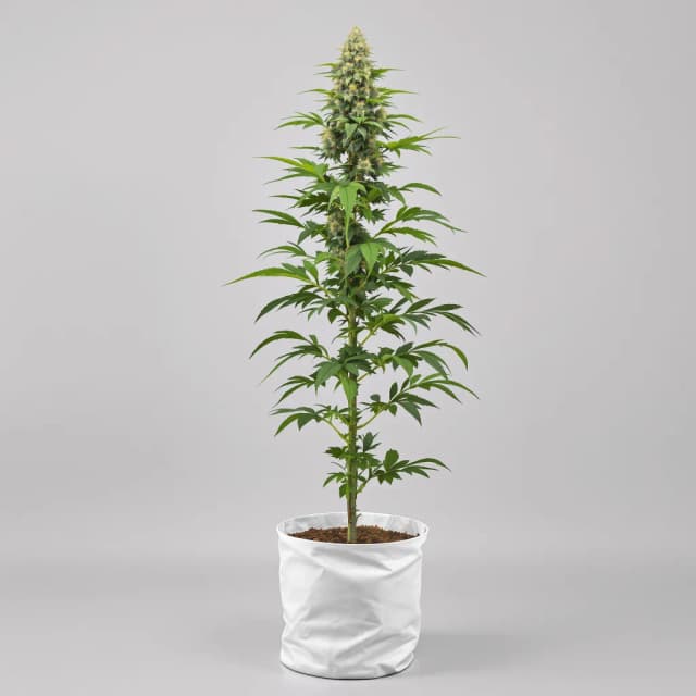 Embalaje de semillas de cannabis Sour Bubba — Royal King Seeds España