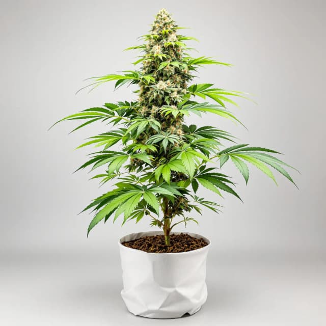Embalaje de semillas de cannabis Sour Bubble — Royal King Seeds España