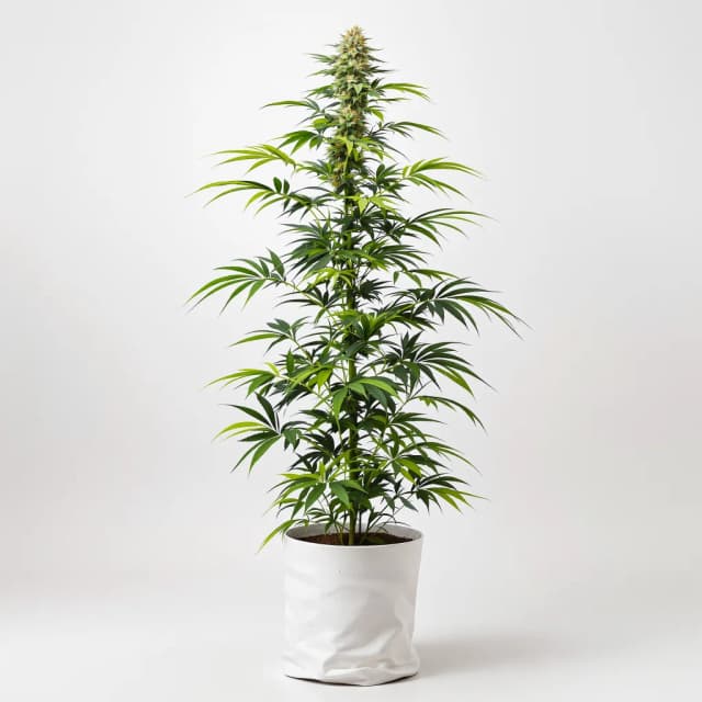 Embalaje de semillas de cannabis Sour Cookies — Royal King Seeds España