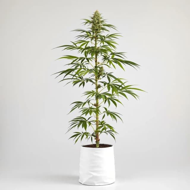 Embalaje de semillas de cannabis Sour Cream — Royal King Seeds España