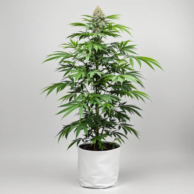 Embalaje de semillas de cannabis Sour Dream — Royal King Seeds España