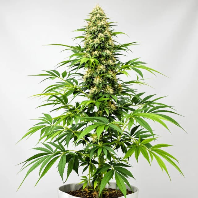 Embalaje de semillas de cannabis Sour Dubble — Royal King Seeds España