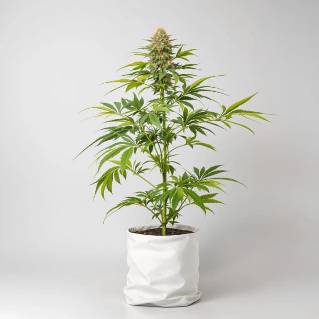 Embalaje de semillas de cannabis Sour Girl — Royal King Seeds España
