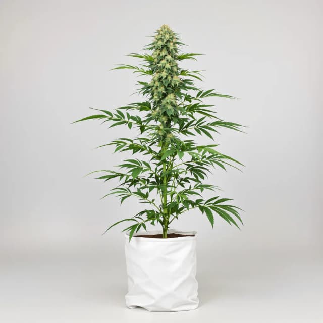 Embalaje de semillas de cannabis Sour Grape — Royal King Seeds España