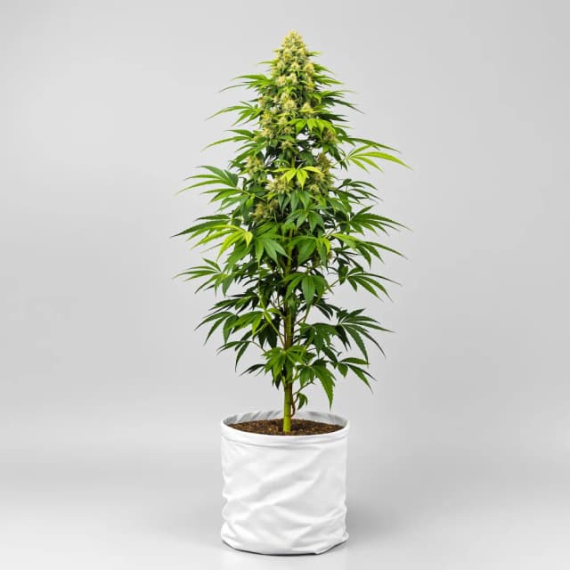 Embalaje de semillas de cannabis Sour Kush — Royal King Seeds España